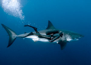 rencontre avec le grand requin blanc
