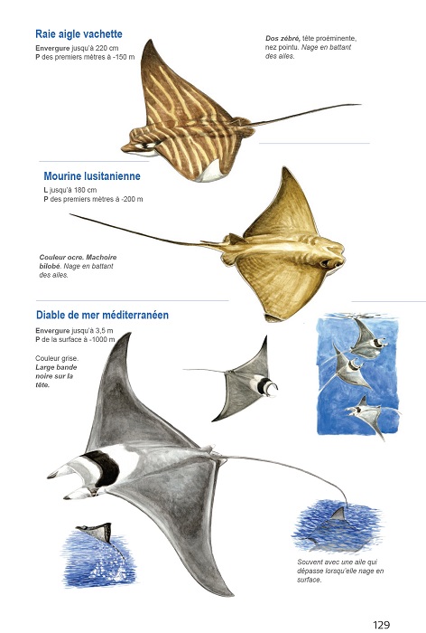 Guide Requins, Raies et Chimères (côtes françaises et européennes) - M.  Lapinski, C. Girard, C. Houard