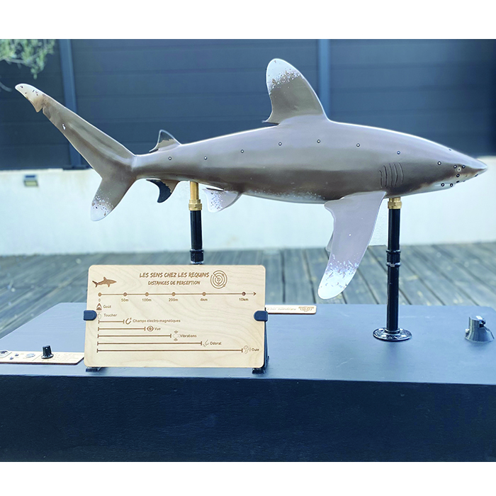 Maquette Requin interactive