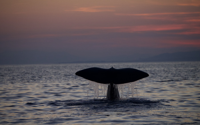 CACHALOTS DE MEDITERRANEE, ACCOMPAGNER LEURS CHASSES DANS LA NUIT DES PROFONDEURS.