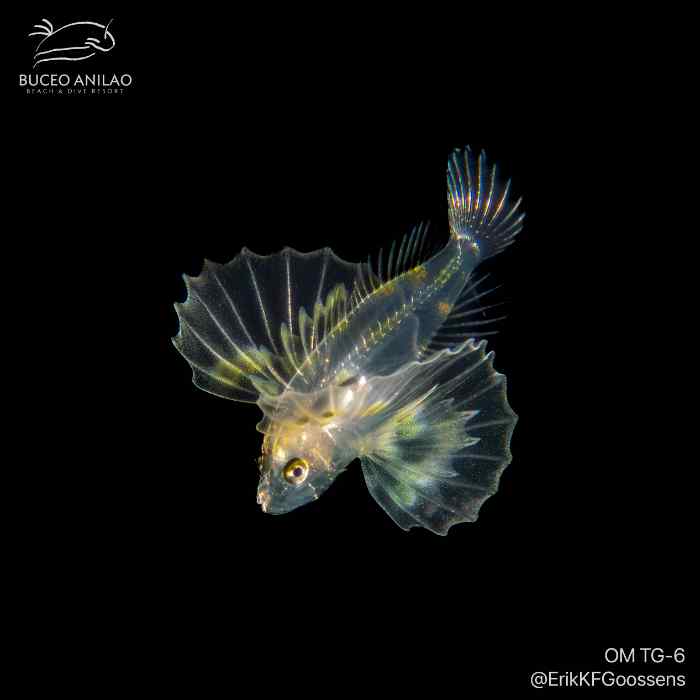PLONGER DANS UNE AUTRE DIMENSION: BLACKWATER DIVING A ANILAO