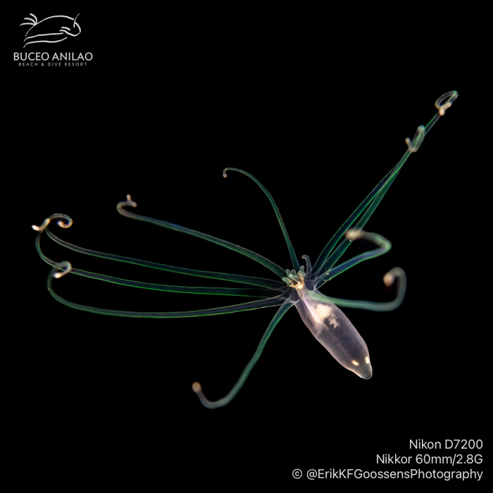 PLONGER DANS UNE AUTRE DIMENSION: BLACKWATER DIVING A ANILAO