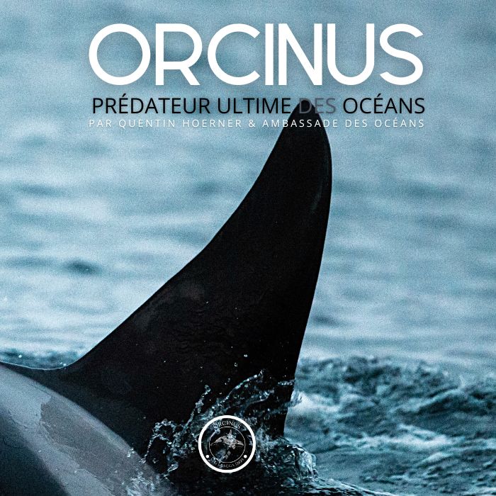 ORCINUS,  PREDATEUR ULTIME DES OCEANS