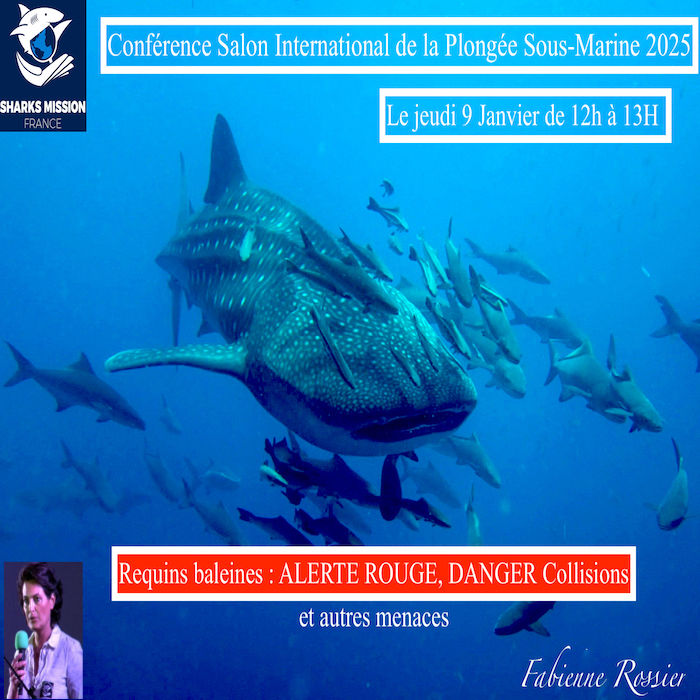 REQUIN-BALEINE : ALERTE DANGER COLLISIONS 