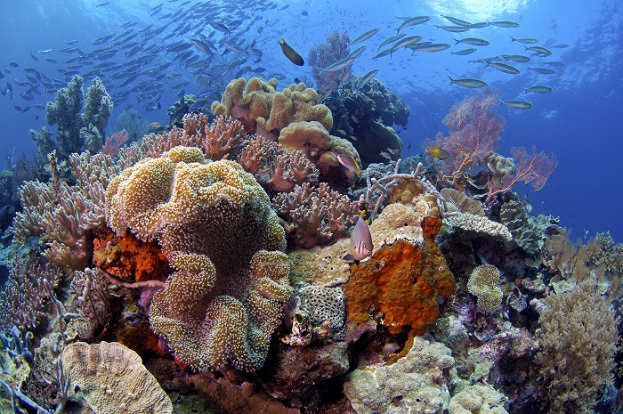 Awateha Dive Quiz 