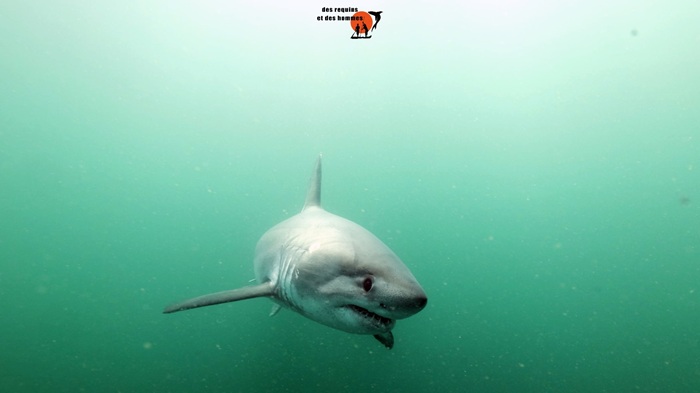 A LA RENCONTRE DU REQUIN TAUPE 