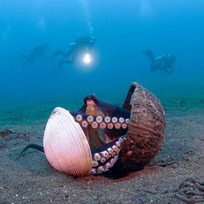 DECOUVREZ LE NORD DE LA SULAWESI AVEC MUREX ET LEMBEH RESORT 