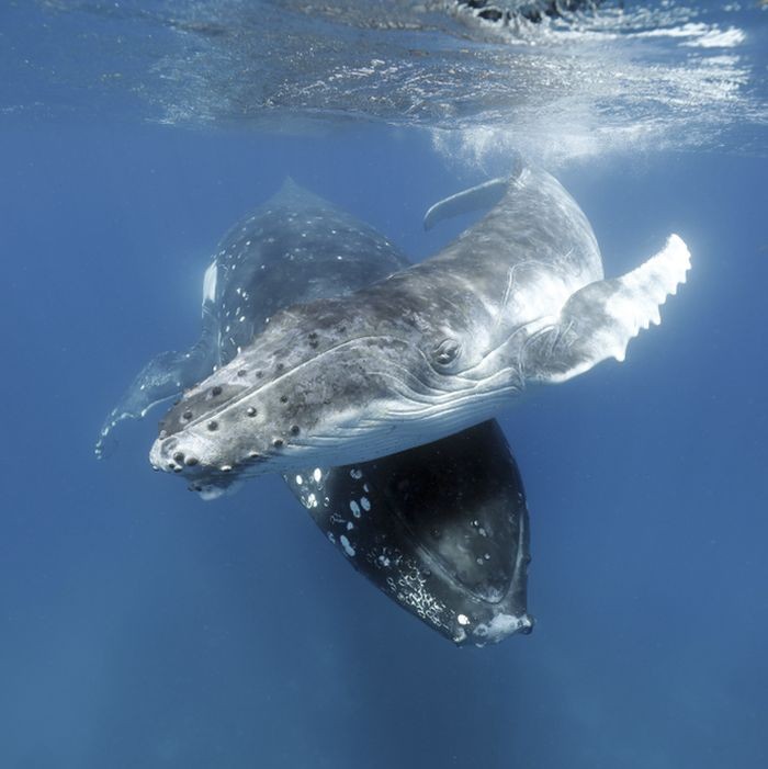 DES BALEINES AUX NUDIBRANCHES: COMMENT JE SUIS TOMBEE AMOUREUSE DE LA MACROPHOTOGRAPHIE