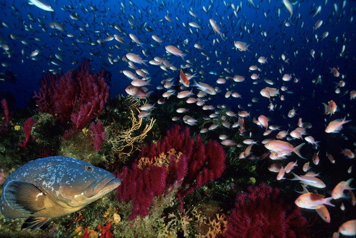 JUSTICE POUR L'ETOILE DE MER 