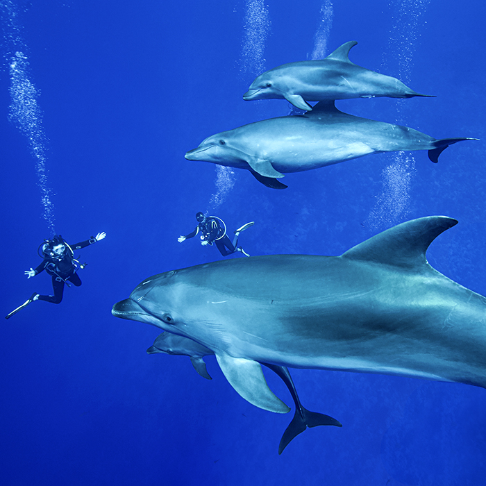 PETITE HISTOIRE DES GRANDS DAUPHINS DE RANGIROA