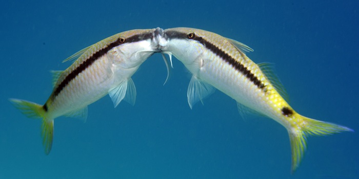 MÉDITERRANÉE TROPICALE
