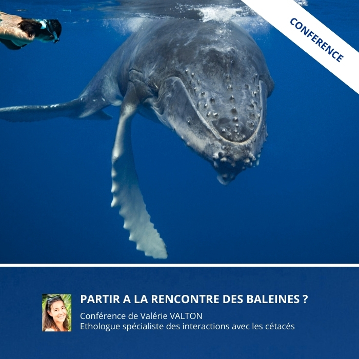 PARTIR A LA RENCONTRE DES BALEINES ?