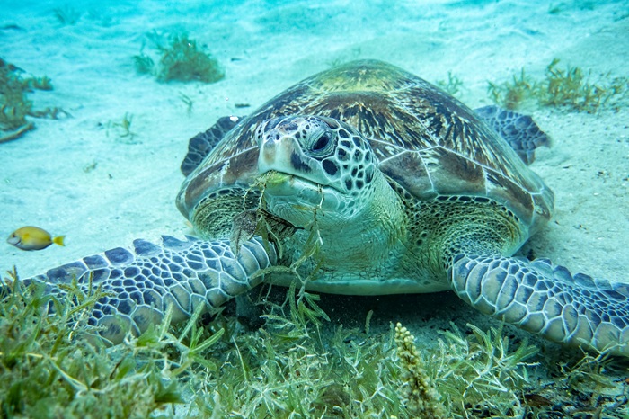 QUAND LA SCIENCE RETIENT SON SOUFFLE : ECOUTER LES TORTUES POUR MIEUX LES PROTEGER