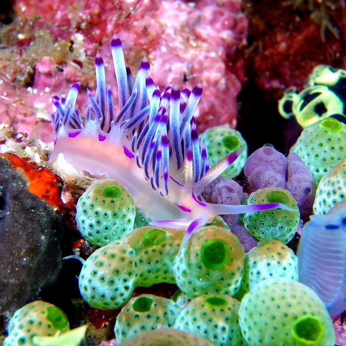 FASCINANTES LIMACES DE MER 