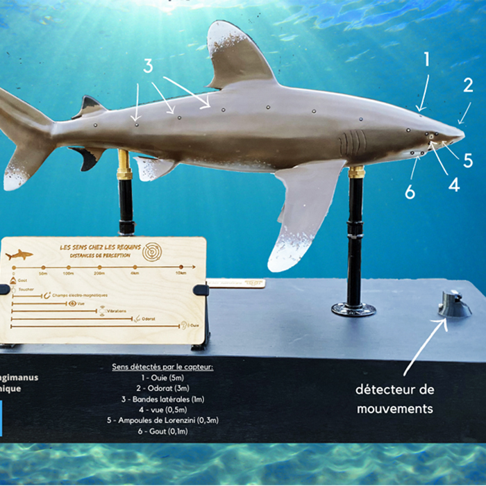 DANS LA TETE D’UN REQUIN