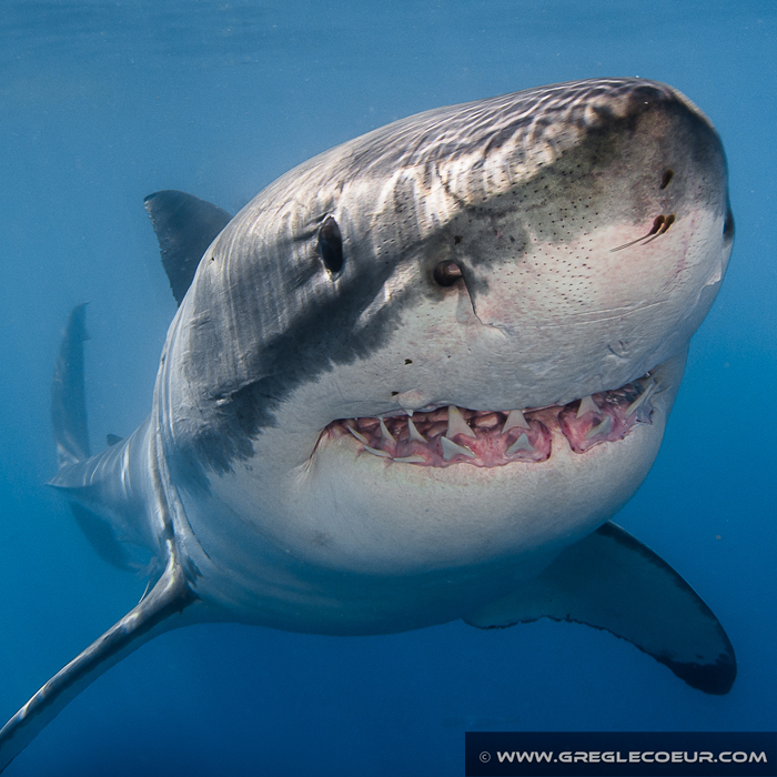 VIENS FAIRE UN SELFIE AVEC UN GRAND REQUIN BLANC