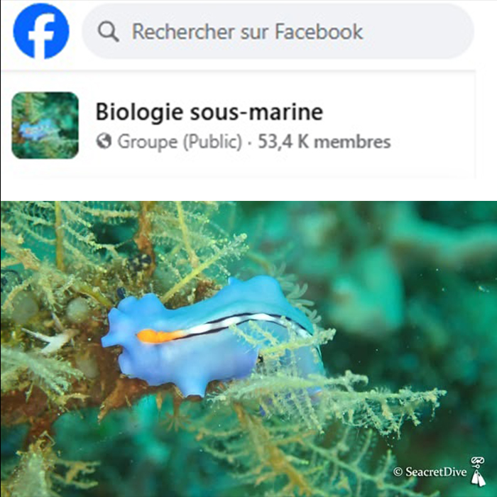Groupe Facebook Biologie Sous Marine
