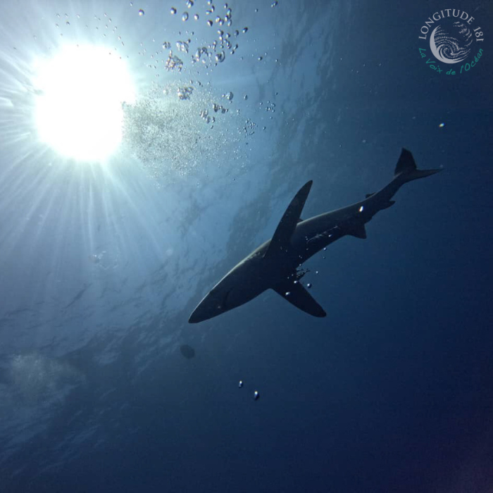 Découvrez notre kit pédagogique requins !
