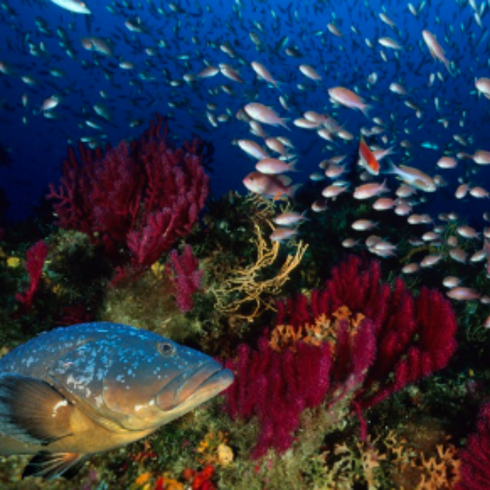 CONFÉRENCE: JUSTICE POUR L'ETOILE DE MER 