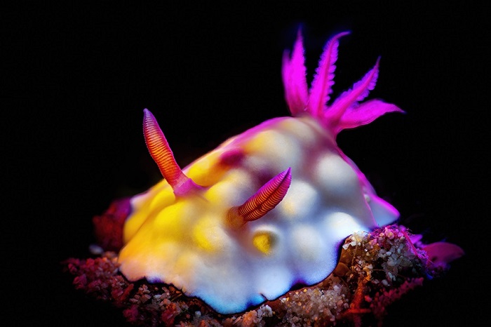 LA GRANDE COURSE OCEANE DES NUDIBRANCHES