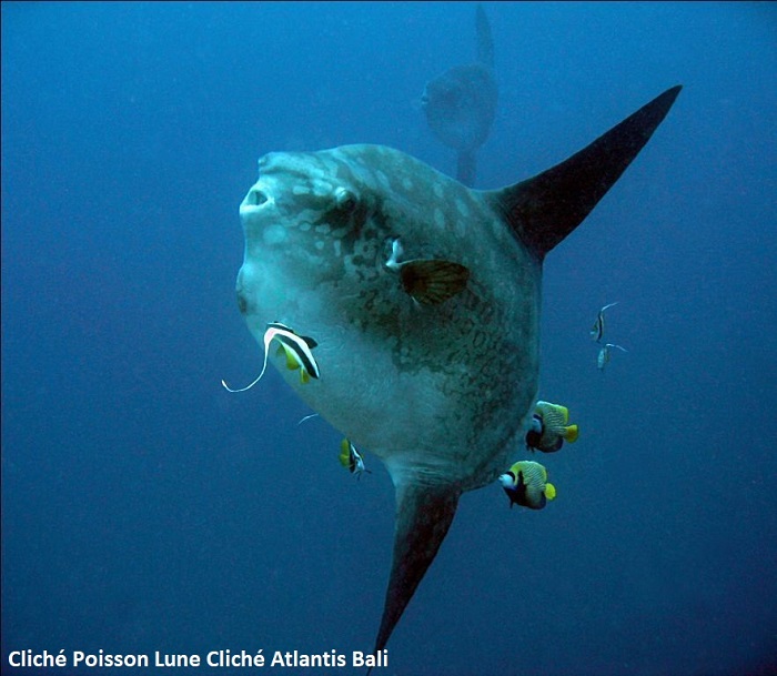 INCROYABLE MOLA MOLA