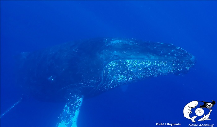 BALEINES QUI ETES VOUS DONC ?