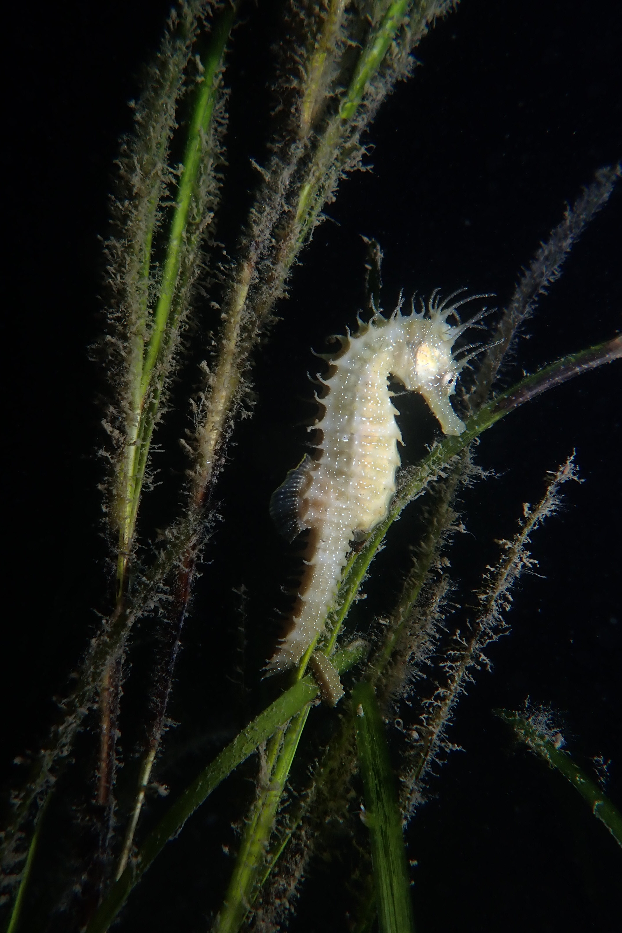 Life in the seagrass with this seahorse.