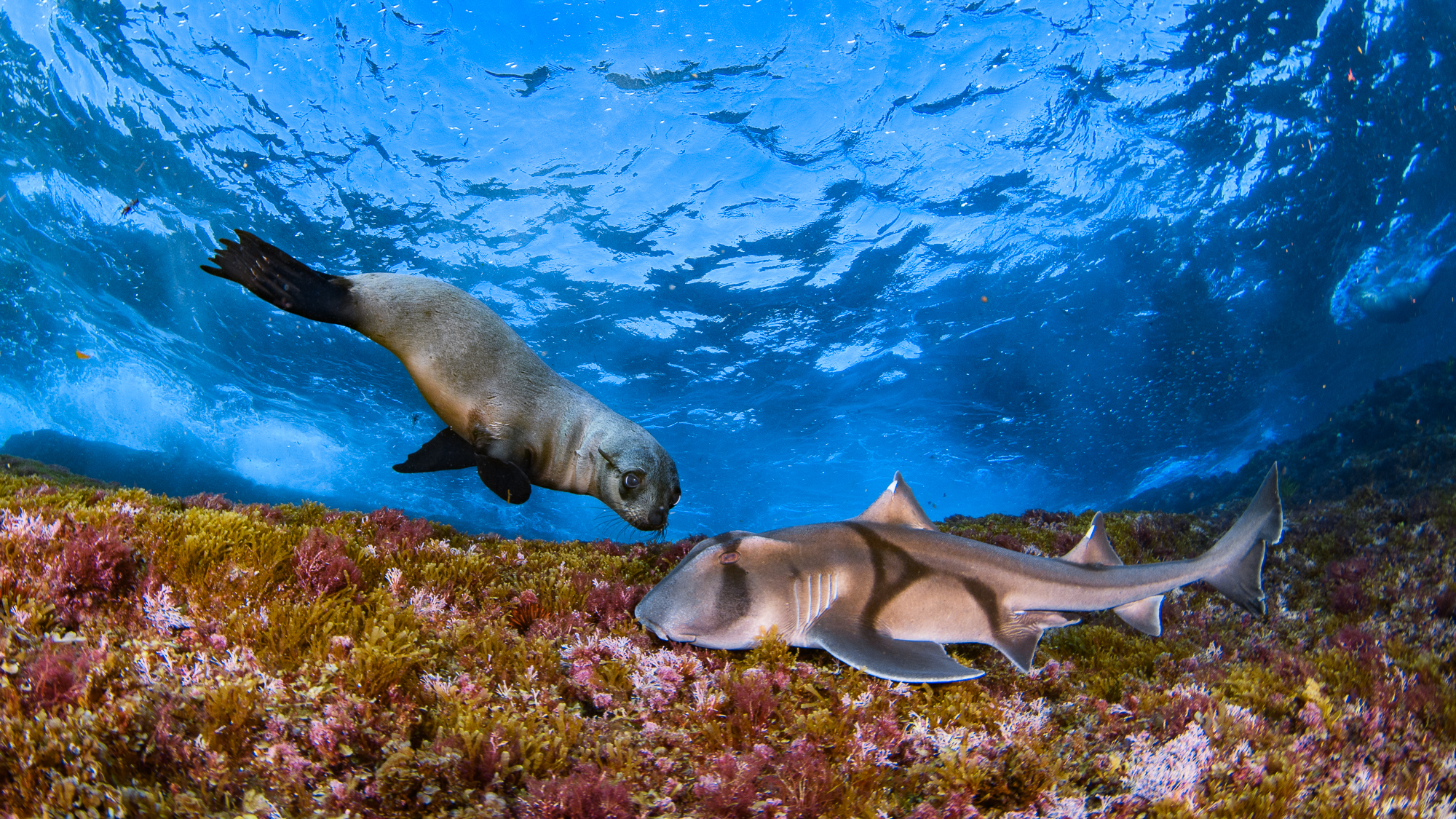 Seal-Shark encounter