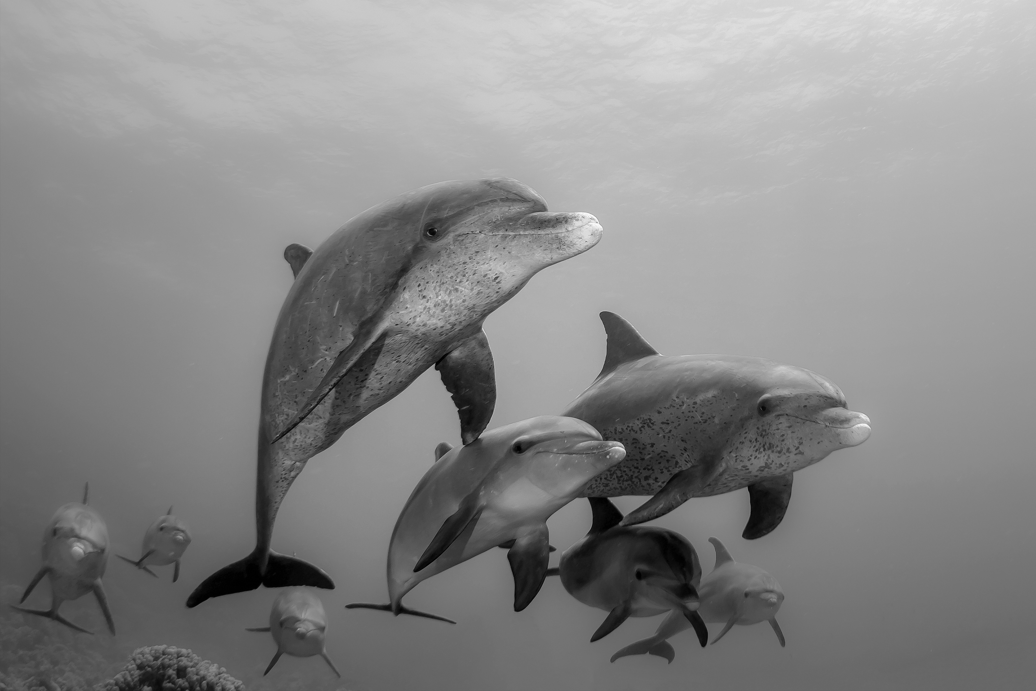 Famille de dauphins en balade.