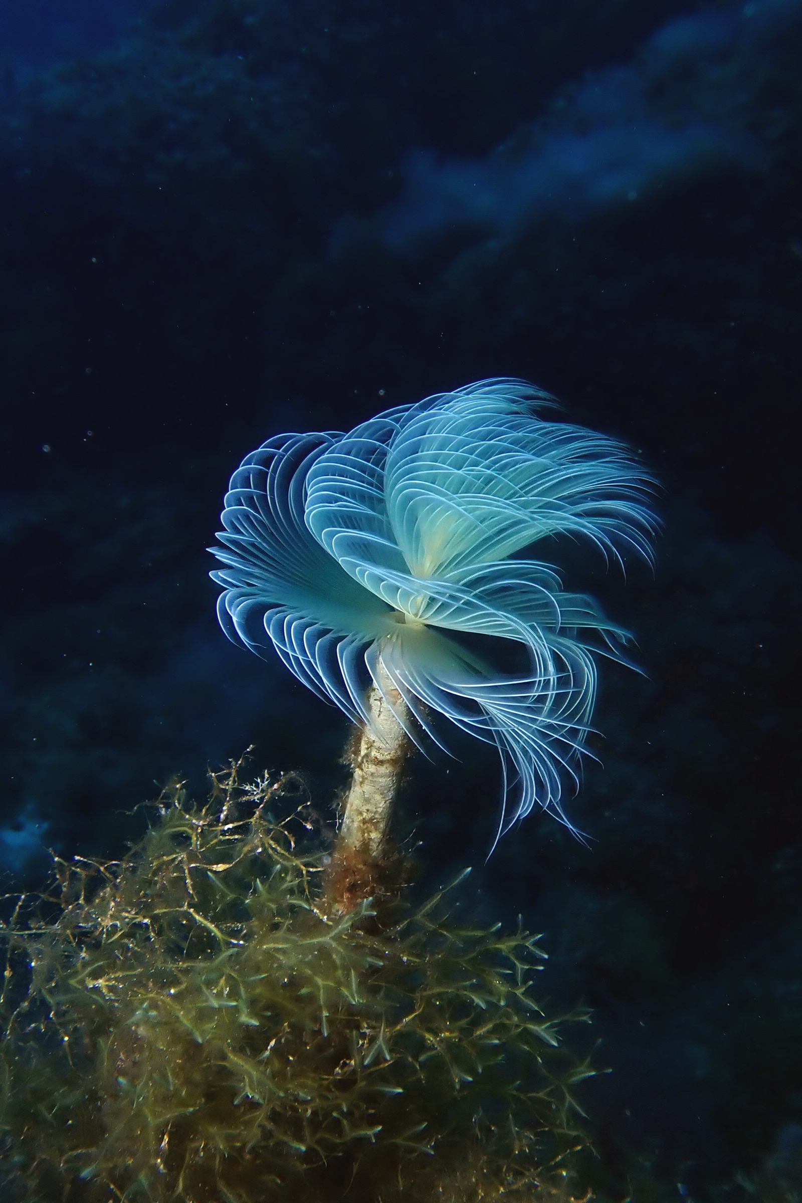 Le fouet de mer est une espèce - Aquarium de la Guadeloupe