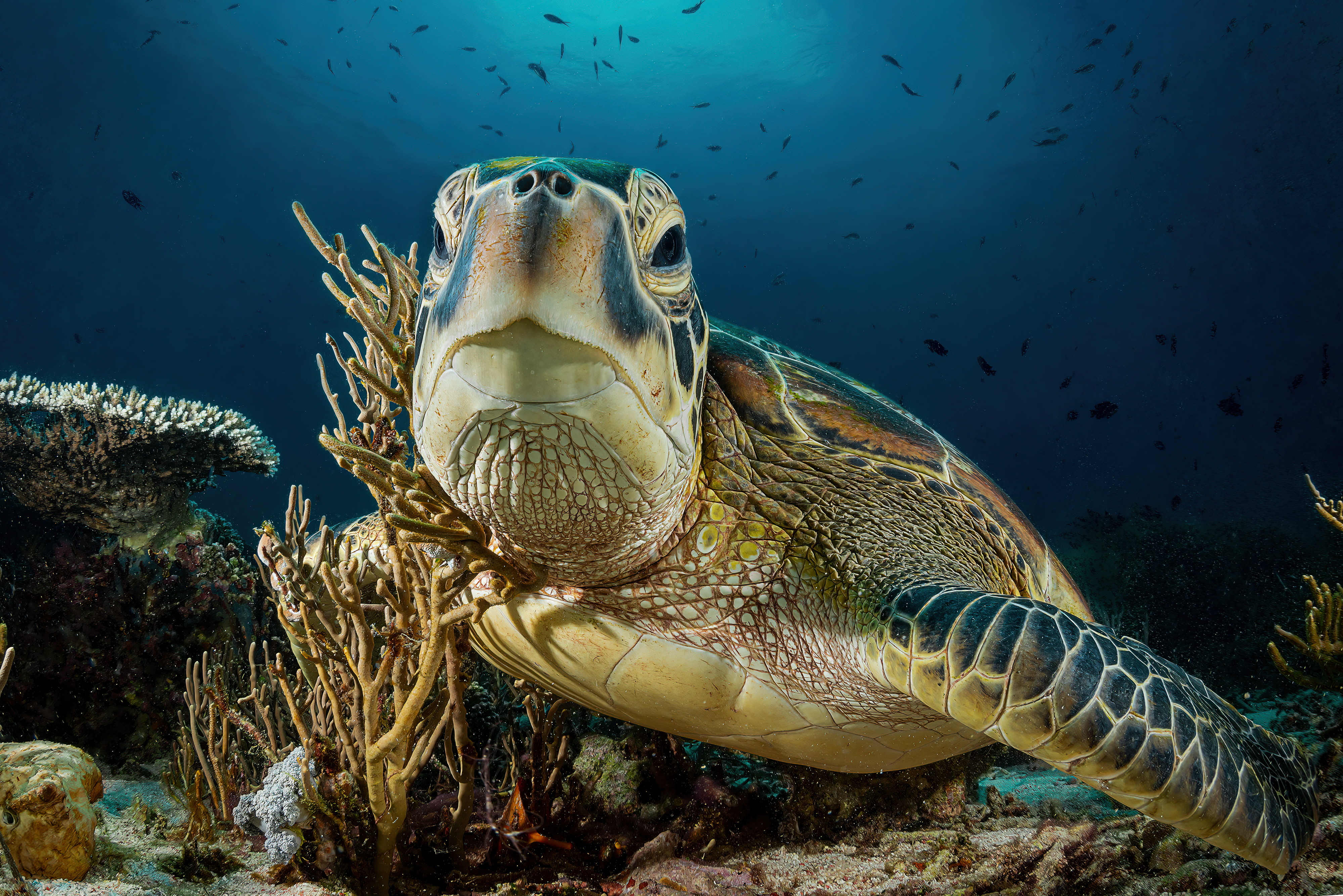 Portrait de tortue marine