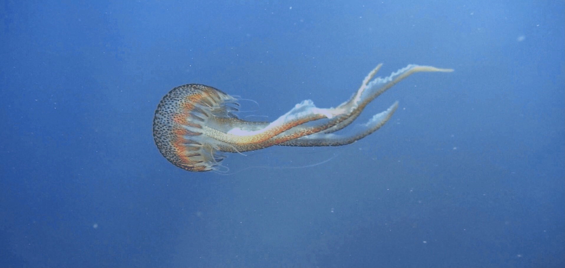 Méduse pélagique 
