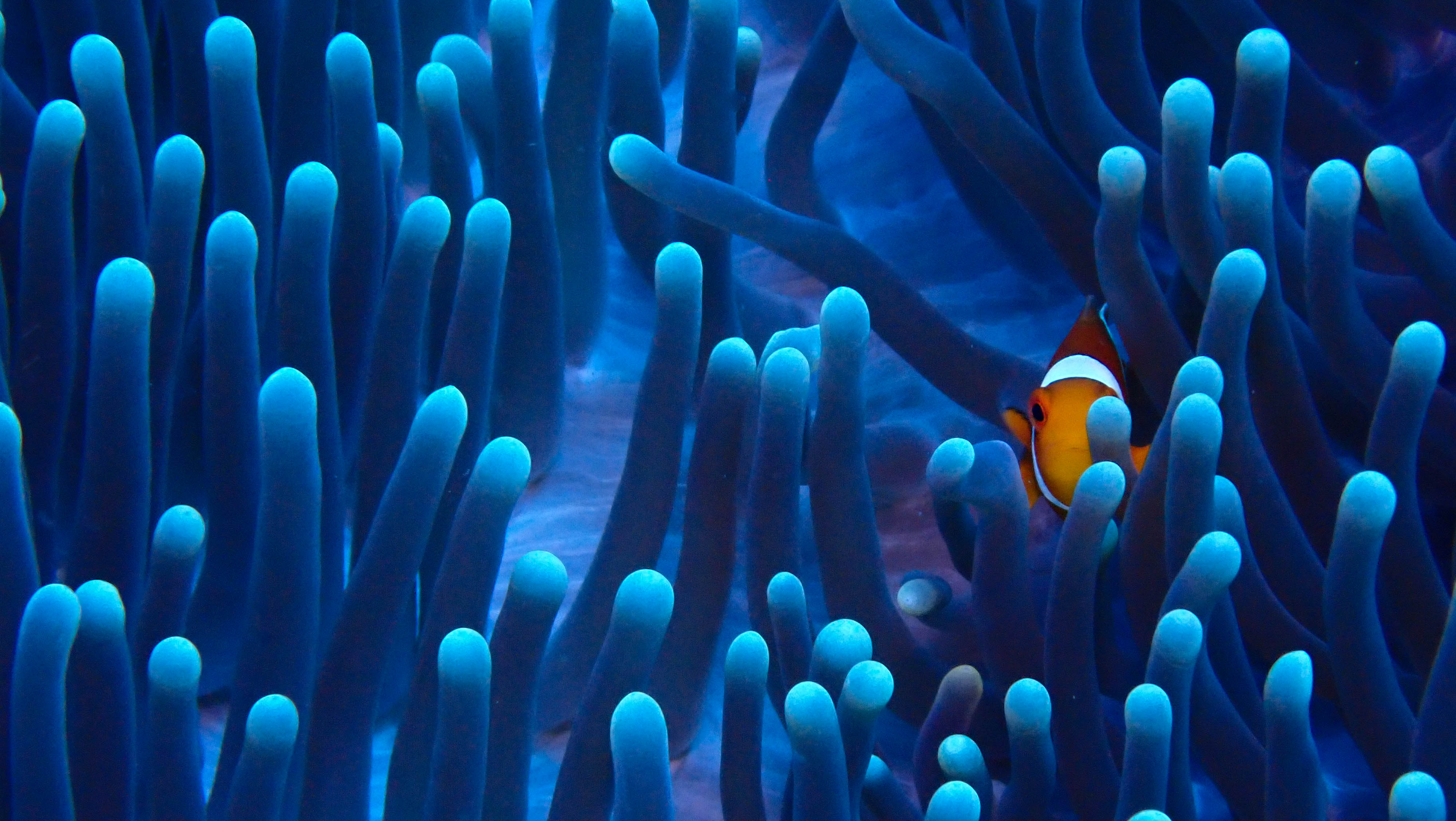 Clownfish in its blue anemone 