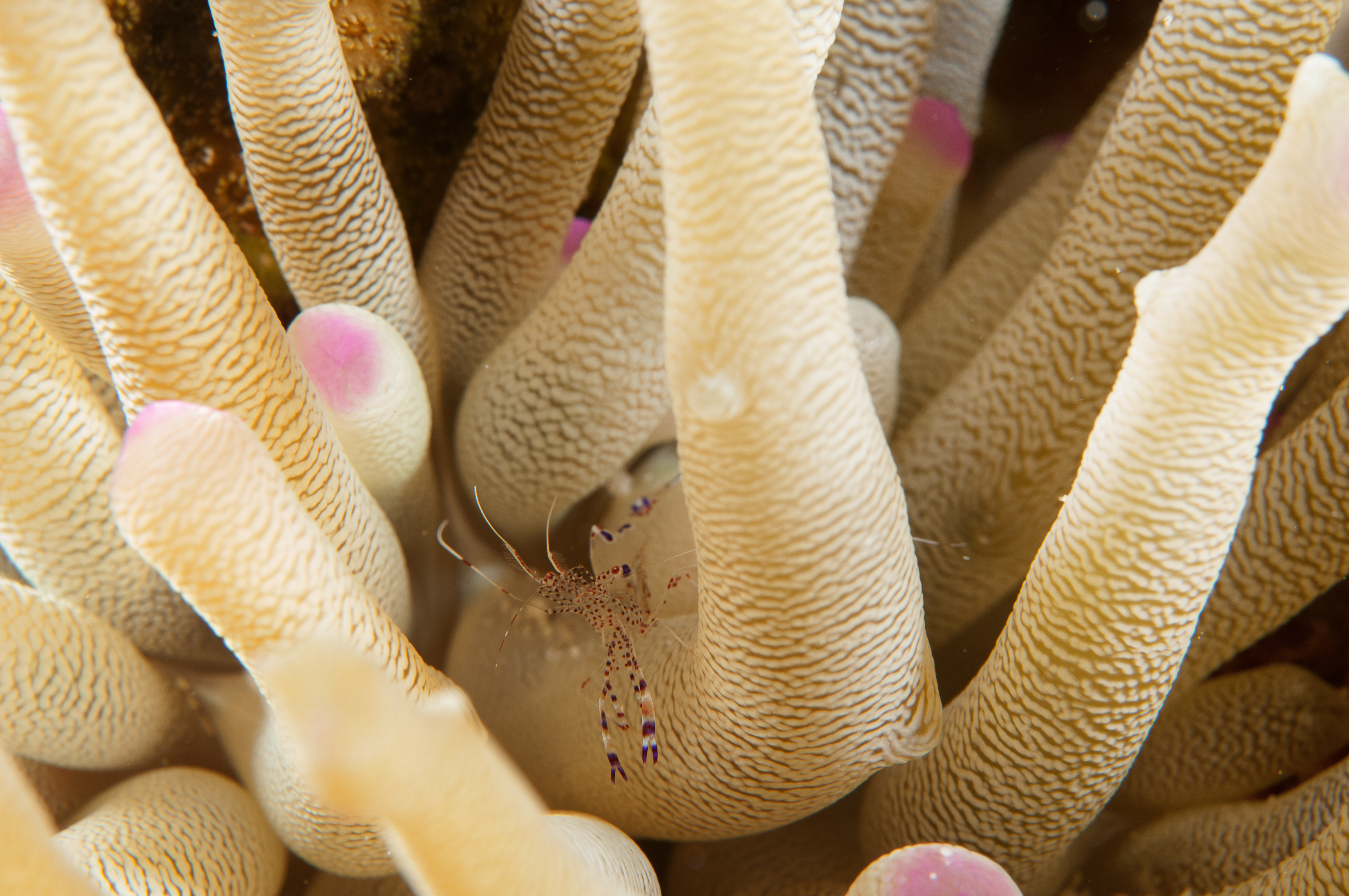 crevette et son anemone