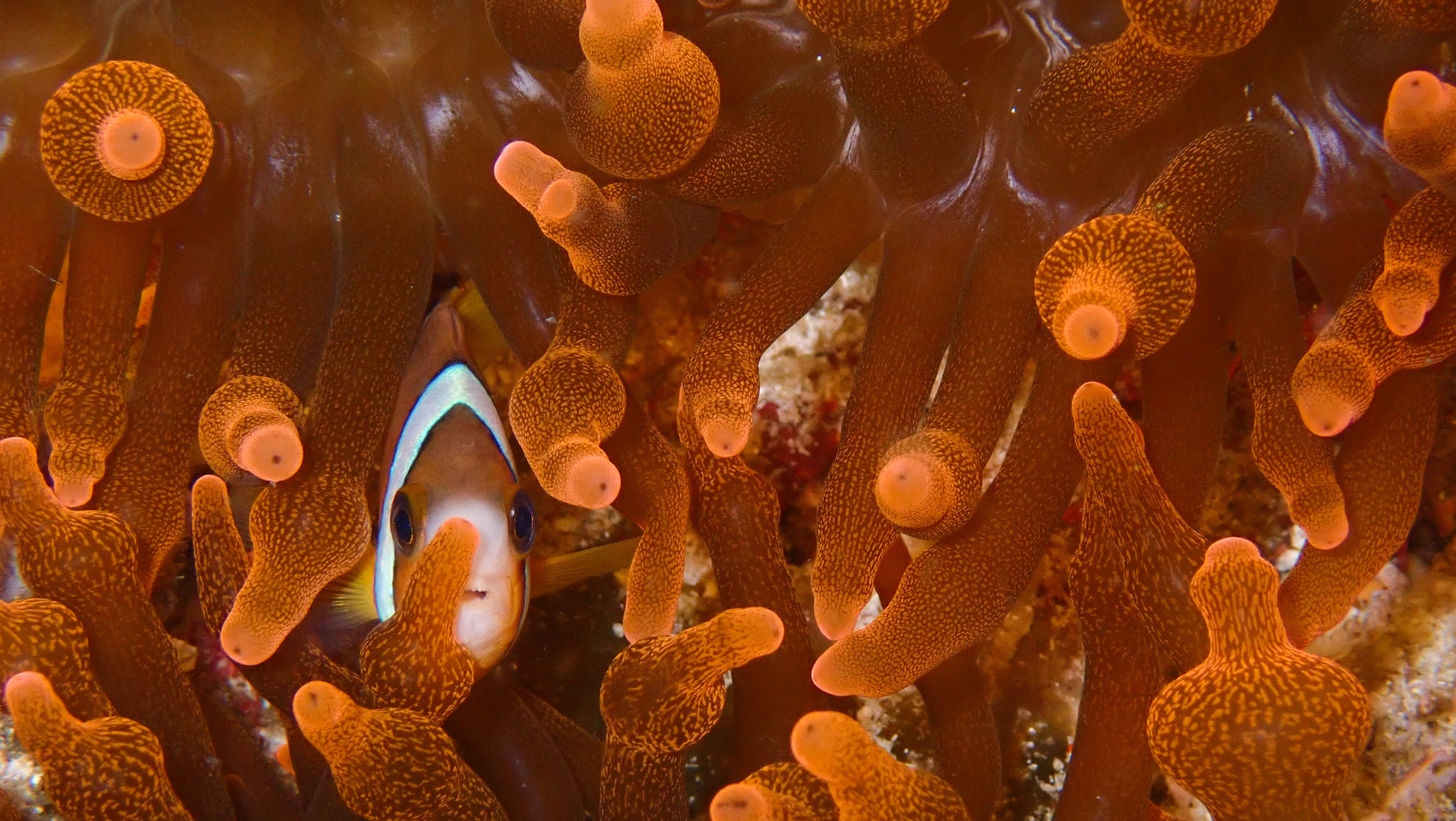 Clownfish in its red anemone 
