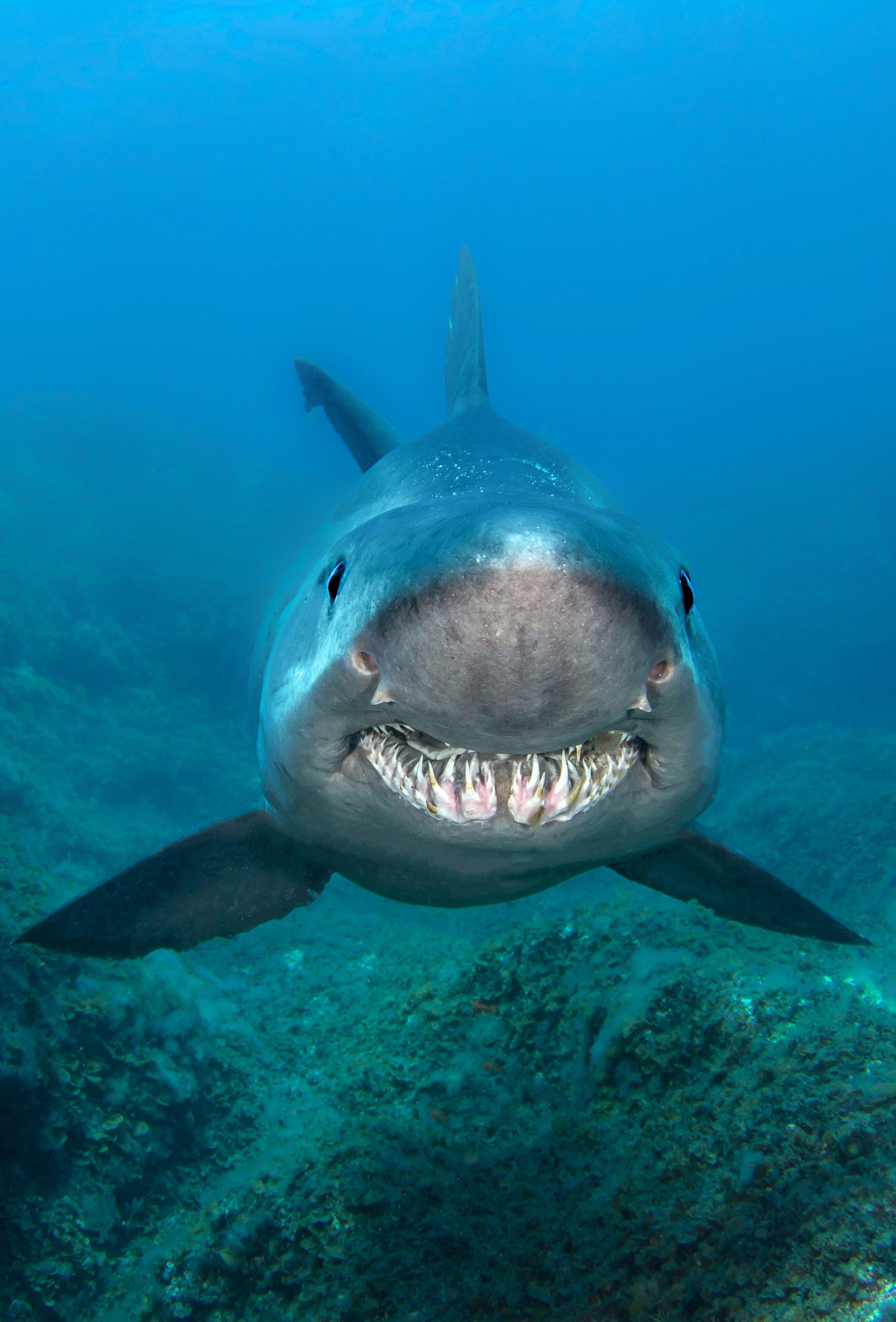 Le sourire du requin.