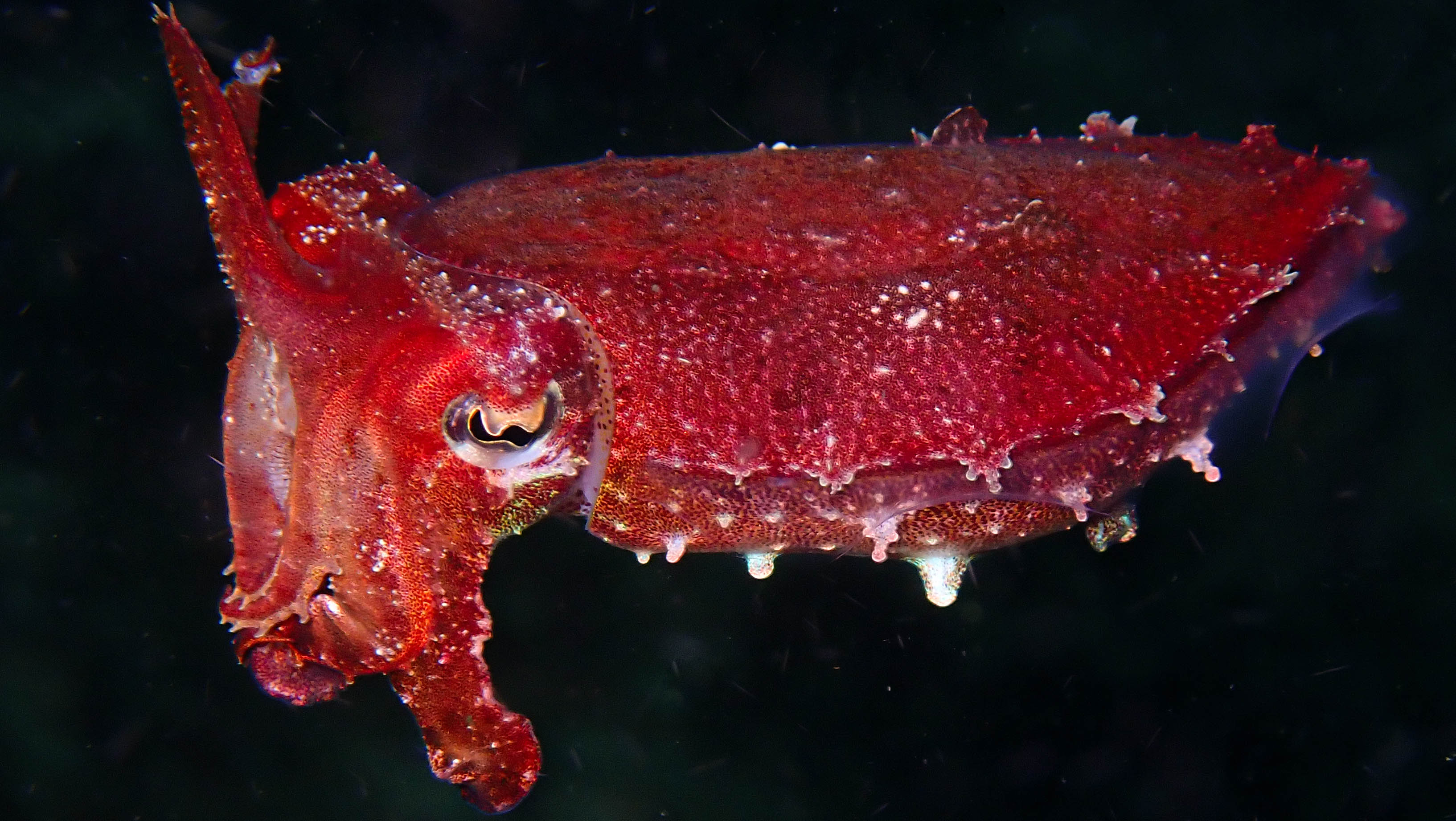 The parade of the flamboyant cuttlefish