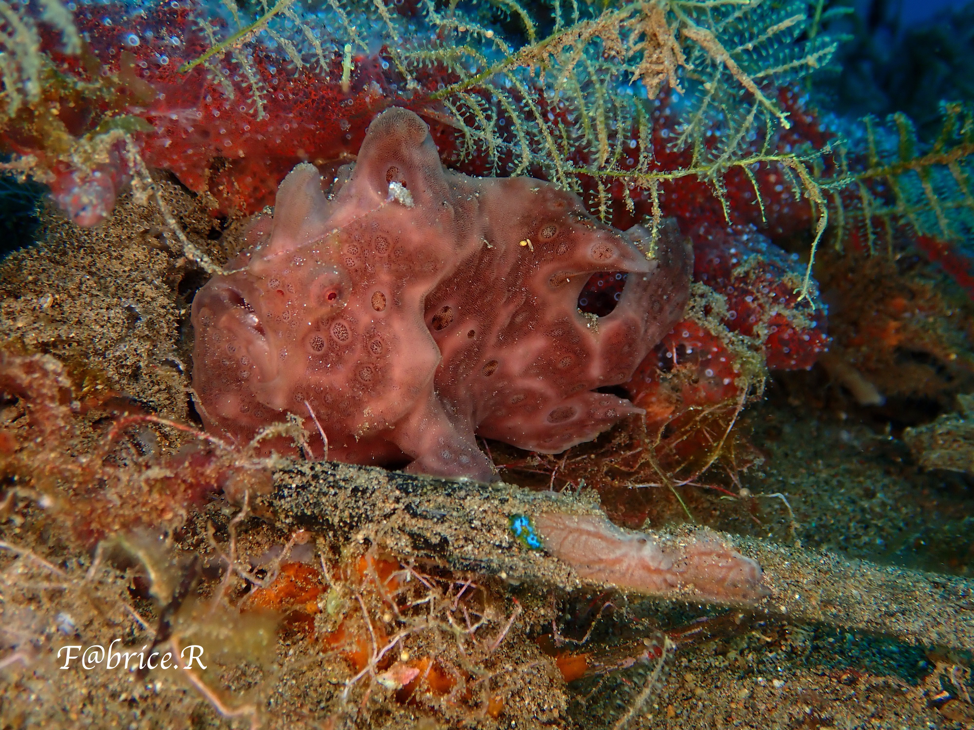 LE FROGFISH