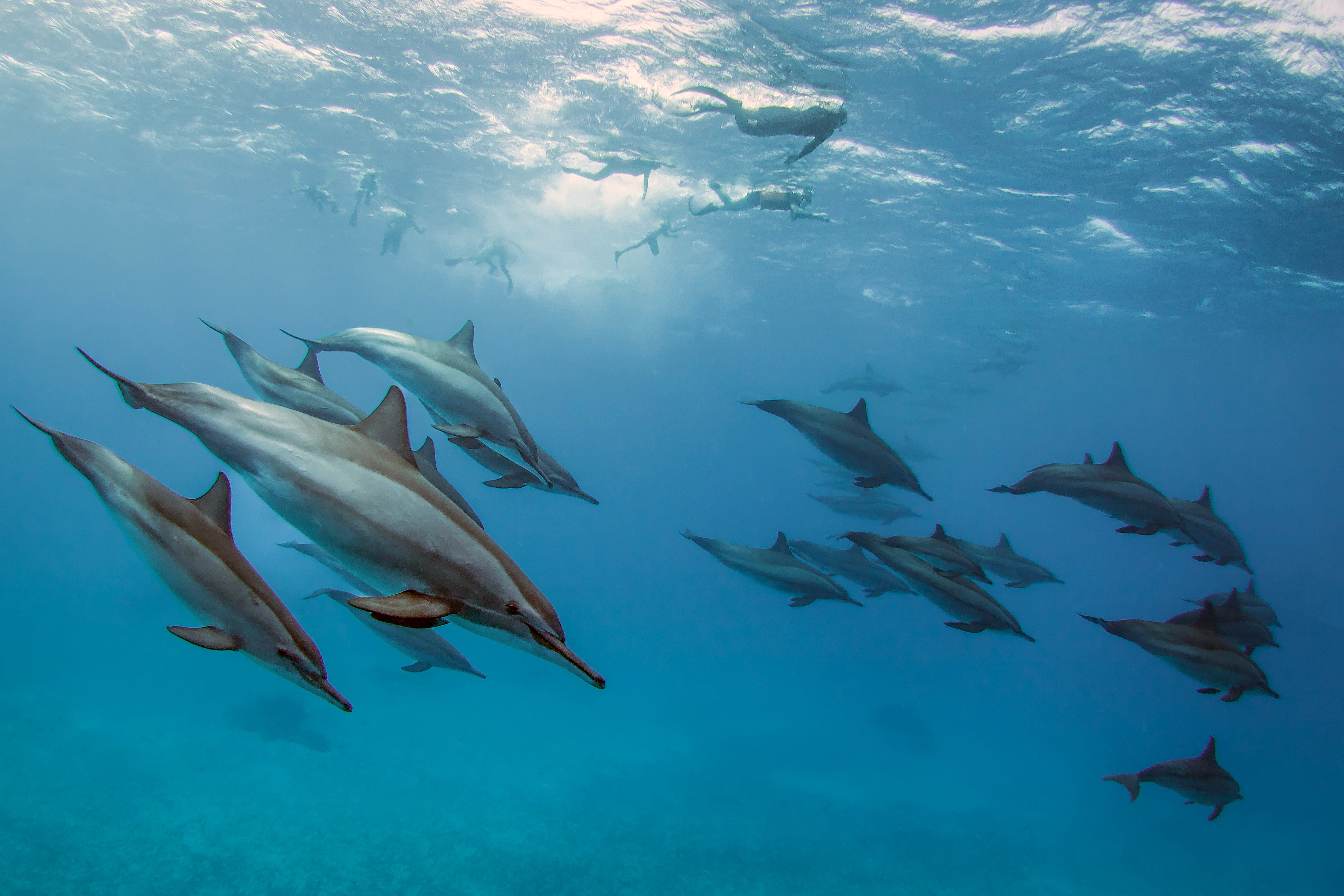 An unforgettable encounter with the dolphins.