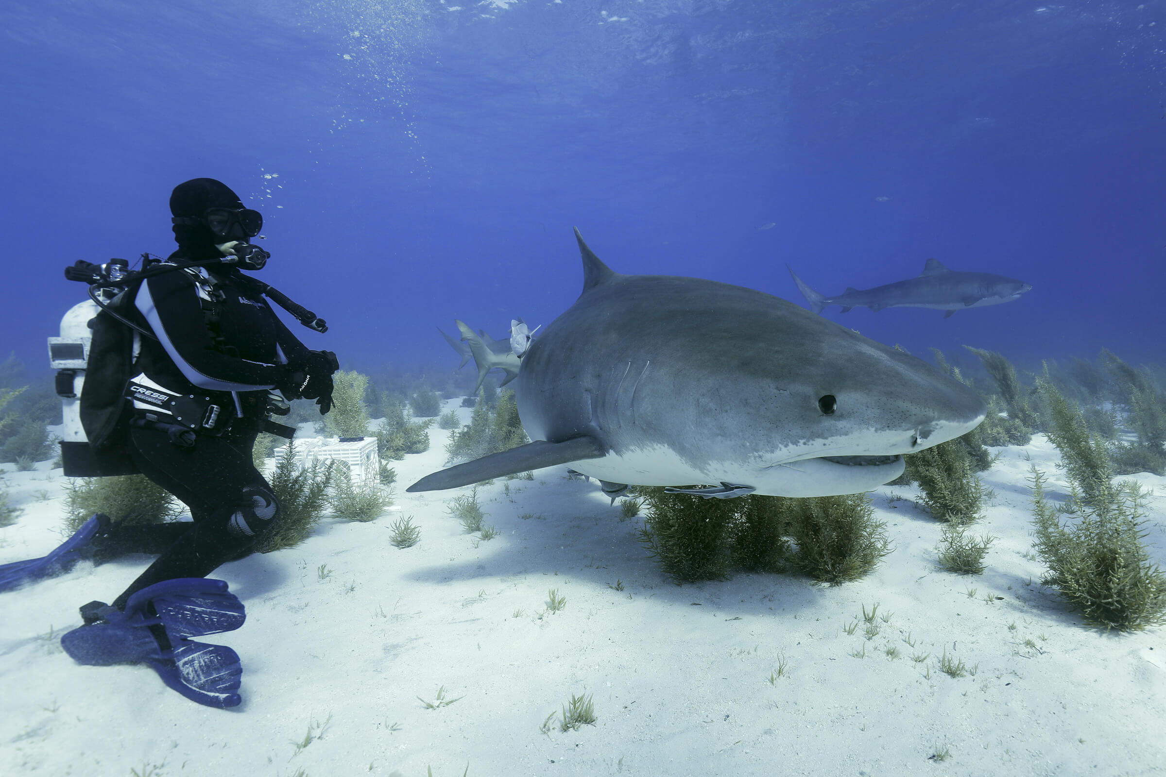 Tiger shark encounter