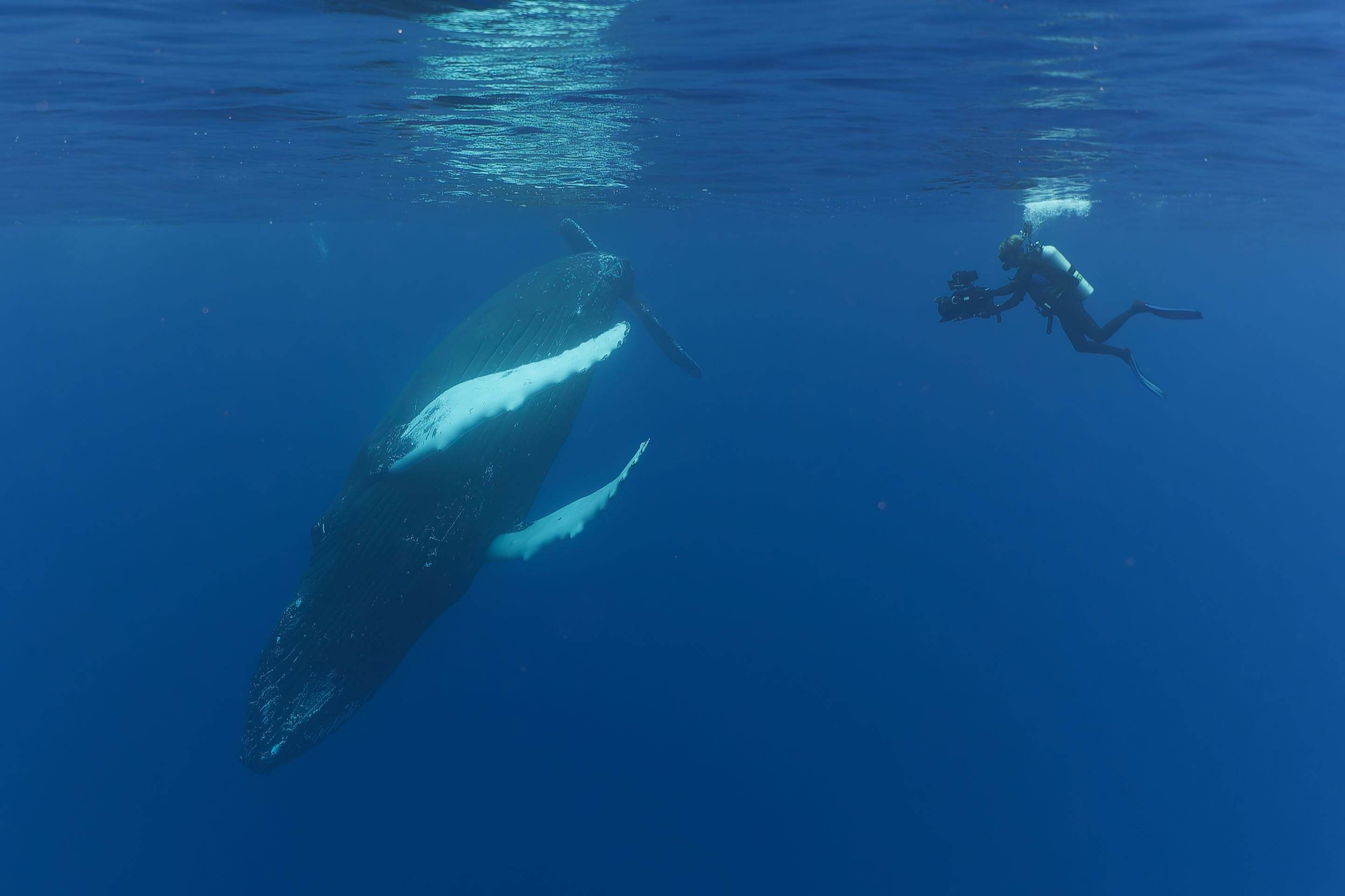 René et la baleine 