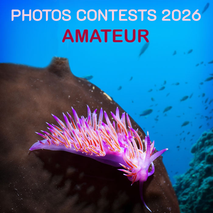 MACRO PHOTOGRAPHY - AMATEUR CATEGORY