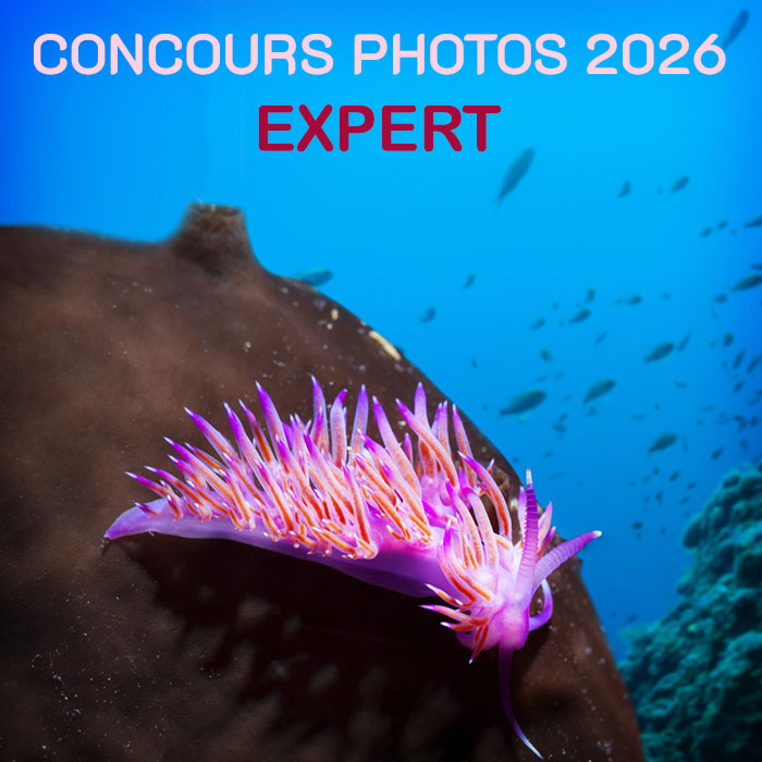 LA PRISE DE VUE EN MACRO - CATEGORIE EXPERT