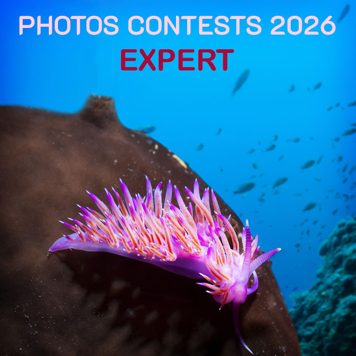 MACRO PHOTOGRAPHY - EXPERT CATEGORY