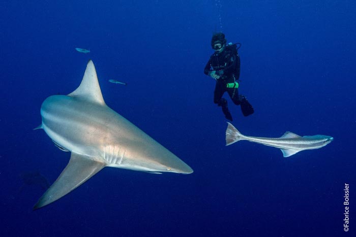 Combiné séjour plongées requins au Mozambique accompagné ...