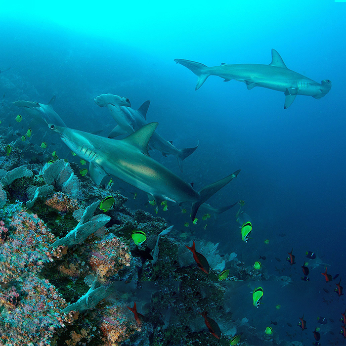 Colombie Croisière à Malpelo