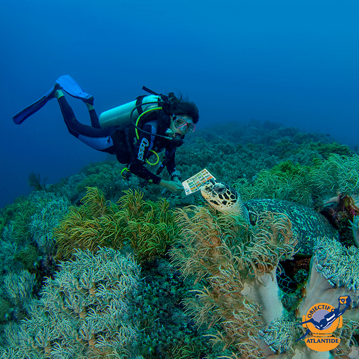 Philippines visayas île de Cebu, séjour plongée à Moalboal : Objectif Atlantide l'enquête sous-marine 2024 et 4ème Challenge Nature 