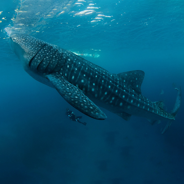 PHILIPPINES Croisière Spéciale requins à bord du Seadoors