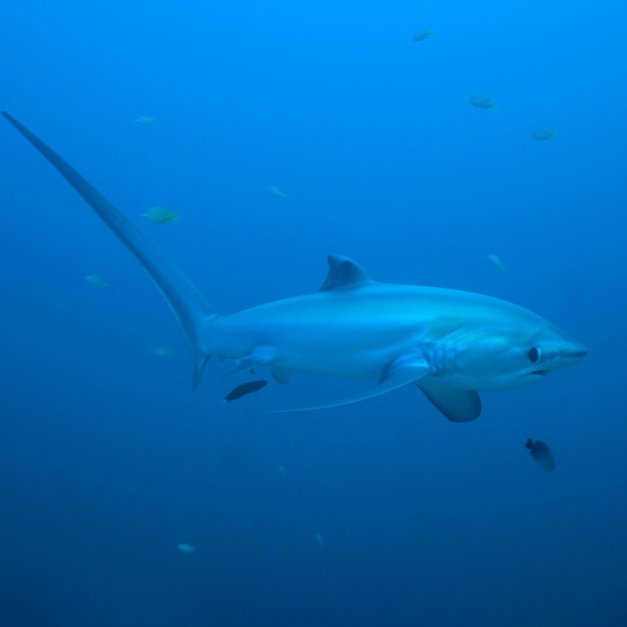 PHILIPPINES Croisière Spéciale requins à bord du Seadoors