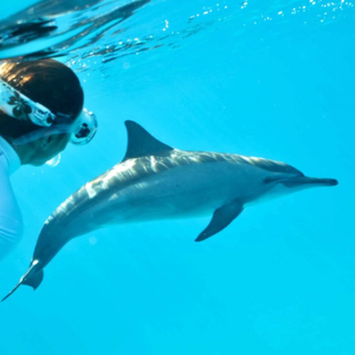PARTICIPEZ AU PROJET DE PROTECTION DES DAUPHINS